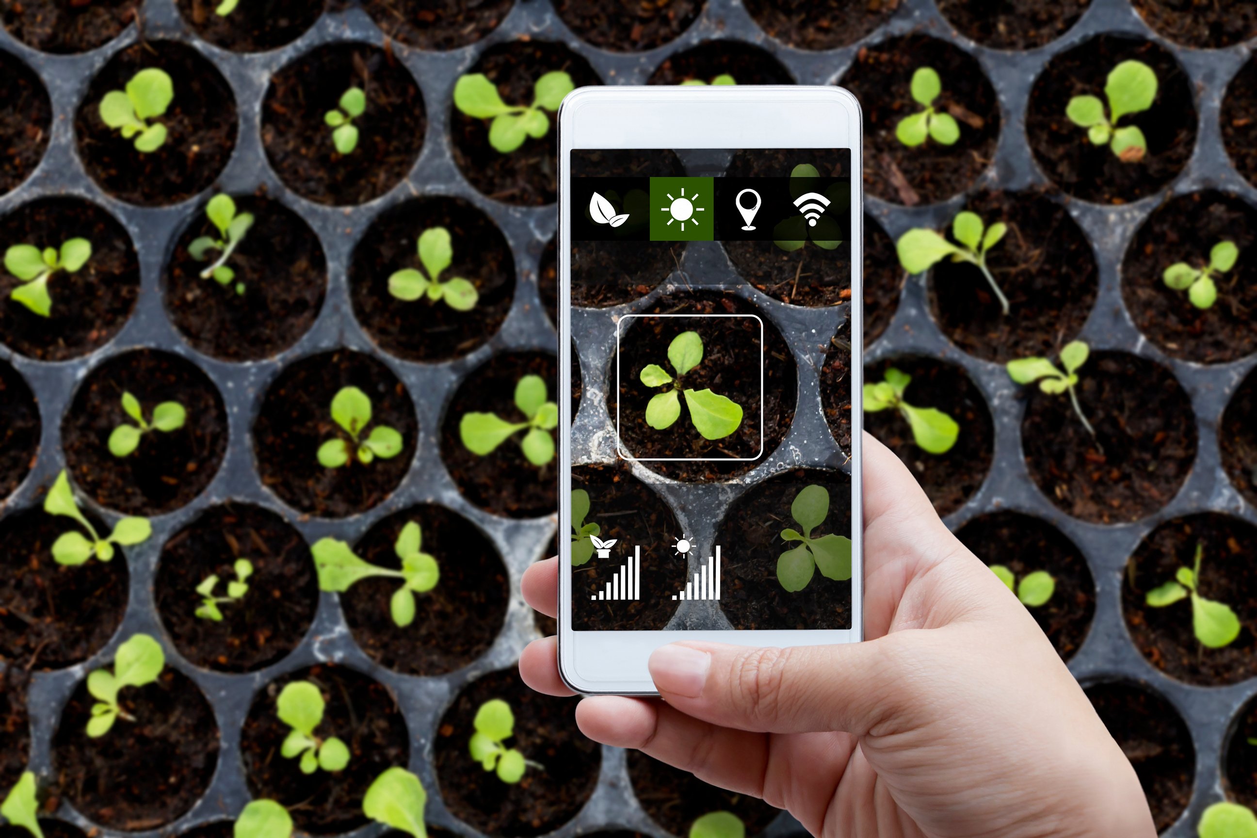 Smart farming agribusiness and technology. Farmer hand using smart phone scanning track application detail of plant growing produce agricultural farm for verify quality between producer and consumer.